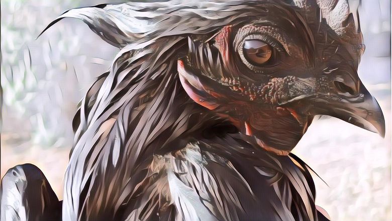 Berikut Ini Jenis Daging Termahal di Dunia: Ayam Cemani Paling Mahal