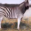 Ini Dia Alasan Mengapa Hewan Zebra Tak Pernah Ditunggangi Seperti Kuda