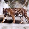 Gak Selalu Membahayakan Manusia, Buktinya Bupati Aceh Sempat Ditolong Harimau Ketika Tersesat di Hutan