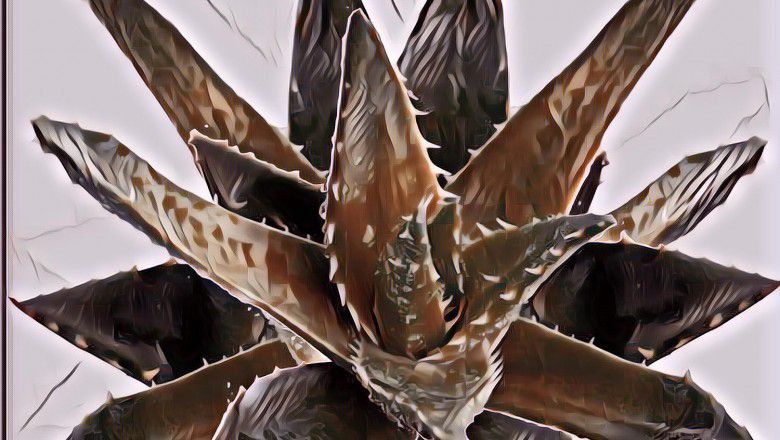 Manfaat Lidah Buaya untuk Wajah Bikin Kontroversi, Mau yang Alami?