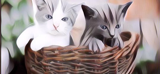 Nggak Nyangka, Deretan Hal Aneh Ini Pernah Dilakukan Manusia ke Kucing