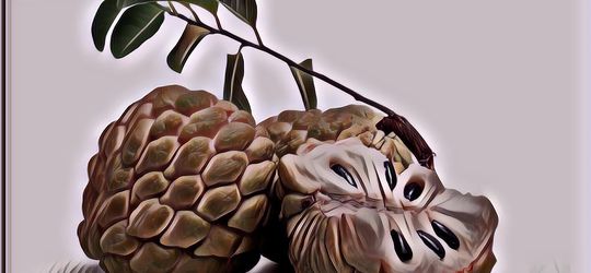 7 Manfaat Buah Srikaya yang Niscaya Bikin Cantik dan Sehat