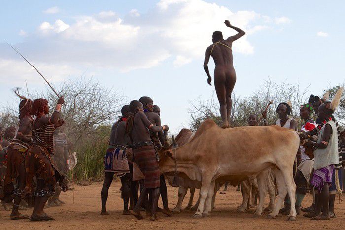 4. Melompati banteng