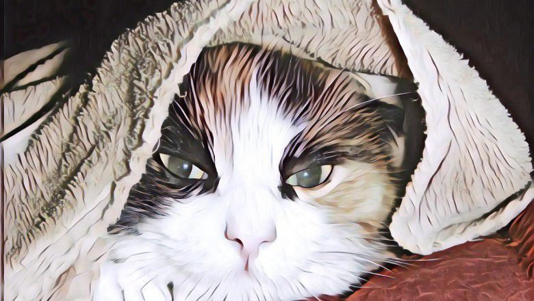 Kenapa Sih Kucing Suka Bersembunyi dalam Kardus? Ini Penjelasan Ilmiahnya!