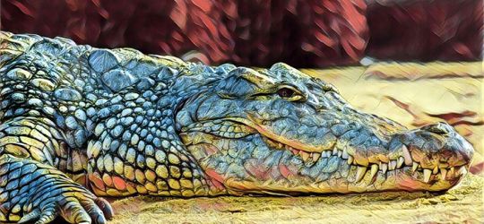 Peringatan Keberadaan Ular dan Buaya di Banjir Queensland, Untung Jakarta Engga di Australia