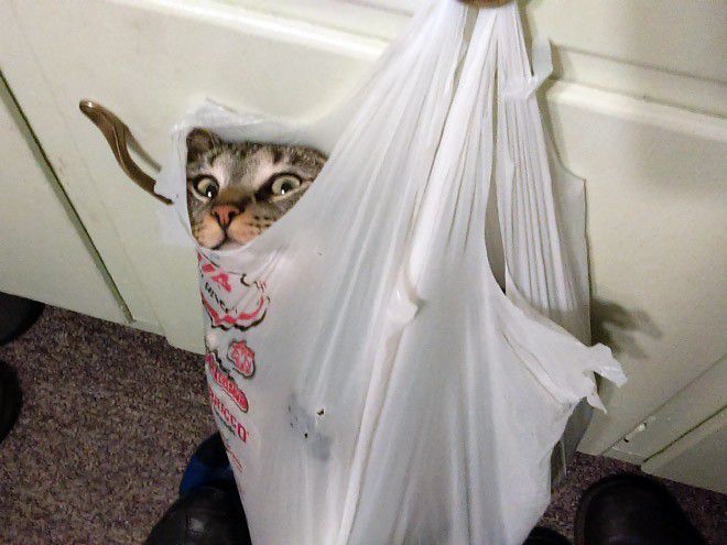 4. Abis belanja di indomeow