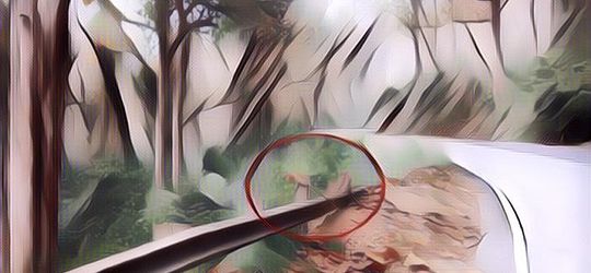 Fakta-fakta Tentang Alas Gumitir, Diduga Jadi Lokasi KKN Desa Penari