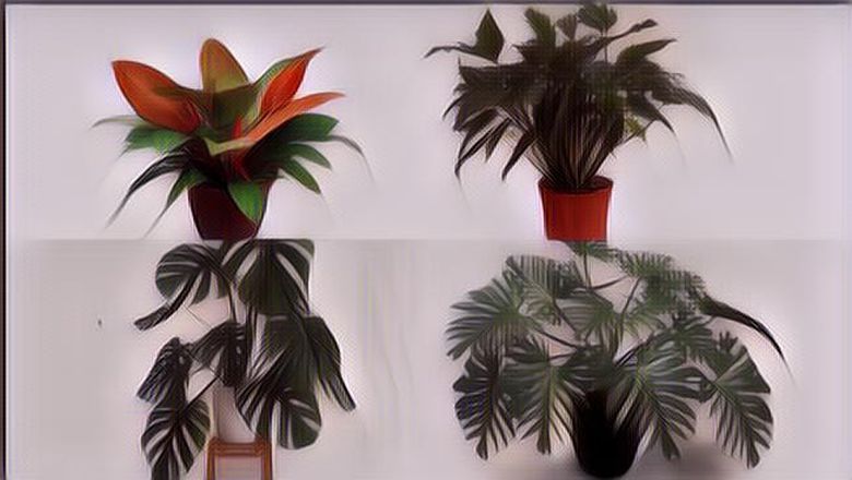 10 Macam Tanaman Philodendron yang Bisa Kamu Koleksi untuk Mempercantik Ruangan di Rumah