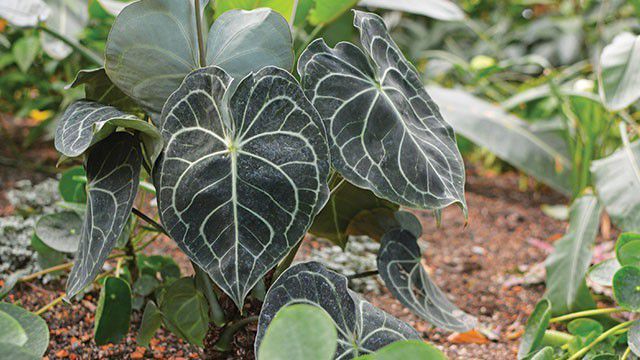 3. Tanaman Kuping Gajah