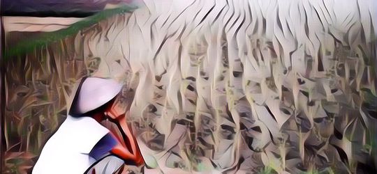 Kepikiran Gak sih, Berapa Luas Sawah yang Diperlukan Untuk Menghasilkan Satu Piring Nasi?