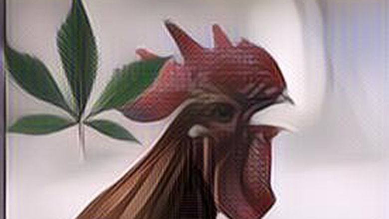 Ayam Thailand yang Diberi Makan Ganja Ternyata Lebih Sehat dari Ayam yang Disuntik Antibiotik, Kok Bisa?