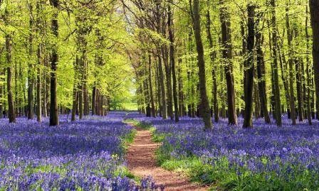4. Dockey Wood Bluebells di Inggris