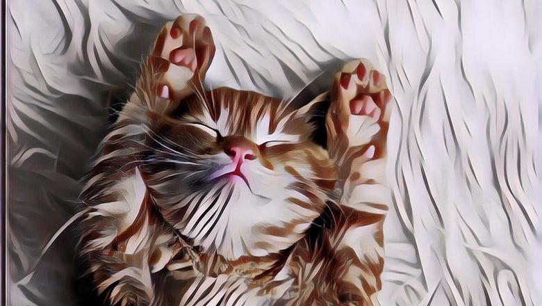 Anak Kucing Lucu: Yakin Kamu Pasti Gemas Deh!