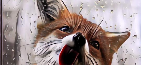 Expresi Lucu Para Hewan Liar, Gokil