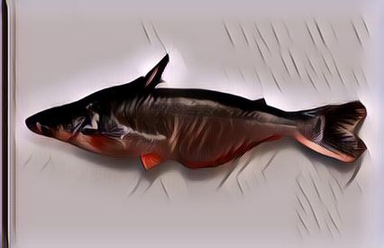 Kaya Akan Nutrisi, Berikut Manfaat Ikan Patin untuk Kesehatan