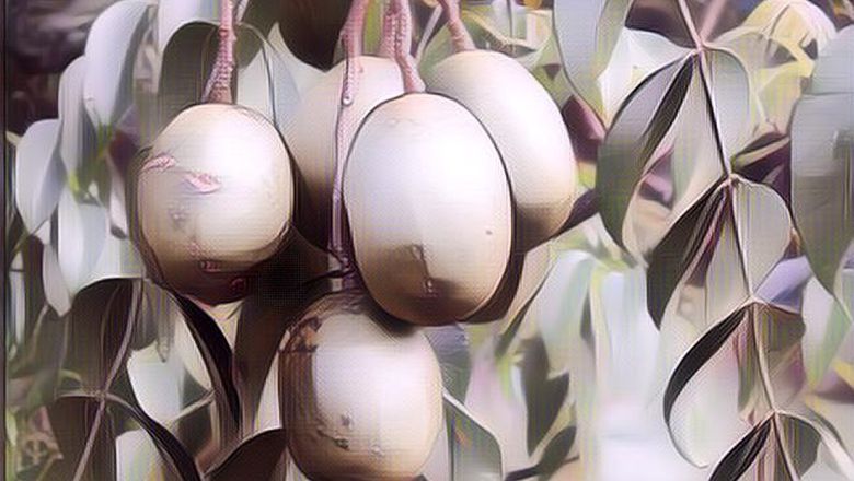 Kesaktian Buah Kedondong, Mantul nan Menyehatkan