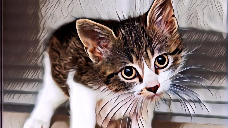 Video Pria Pemakan Anak Kucing Hidup-Hidup Kabarnya Penganut Ajaran Hitam