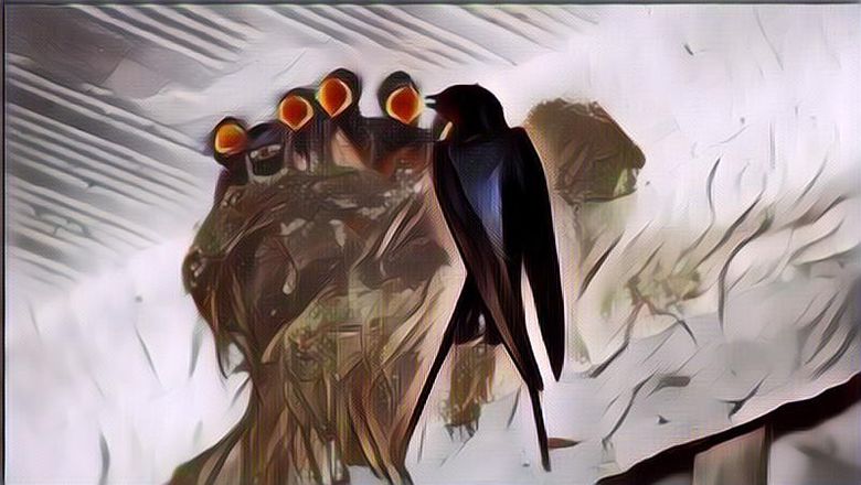 Gileeeee! Harga Air Liur Burung Walet Setara Sama Mobil Baru, Kok Bisa?