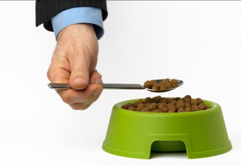 Pencicip makanan hewan