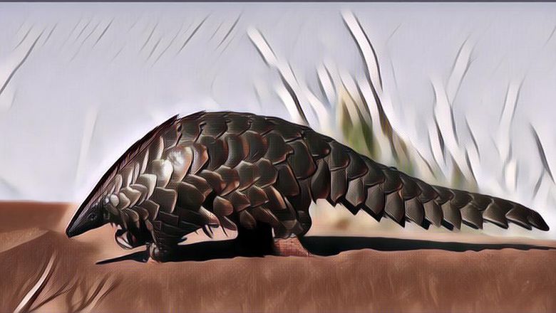 Makanan Tak Lazim: Daging Trenggiling