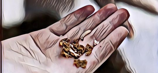 Ulat Pemakan Plastik, Solusi Masalah Lingkungan Dunia