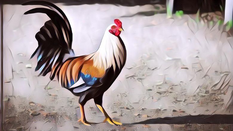 Seekor Ayam Jantan Dibawa ke Meja Hijau, Bikin Salah Apalagi Nih?