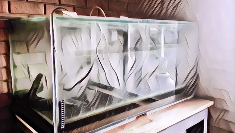 Pembersih Kaca Aquarium: From Burik Jadi Kinclong Cuma Pakai Beberapa Cara Ini