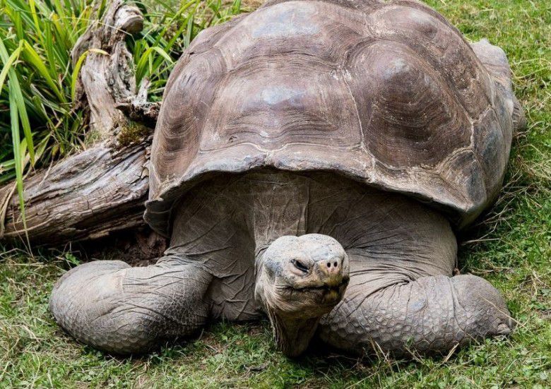 4. Kura-kura raksasa