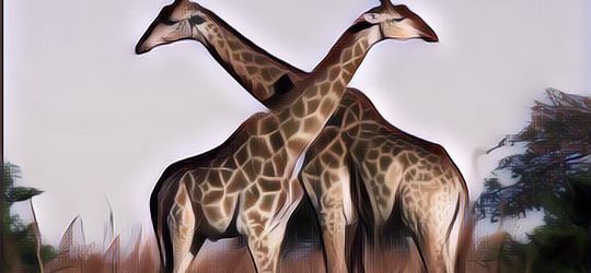 Deretan Hewan Ini Dibilang Tertinggi di Dunia, Ternyata Bukan Hanya Jerapah