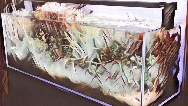 Ini Lho Posisi Akuarium di Rumah yang Benar Menurut Fengshui