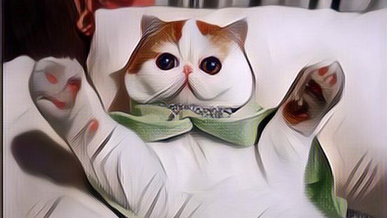 Koleksi Foto Kucing Terlucu dari Kucing Selebgram Dunia