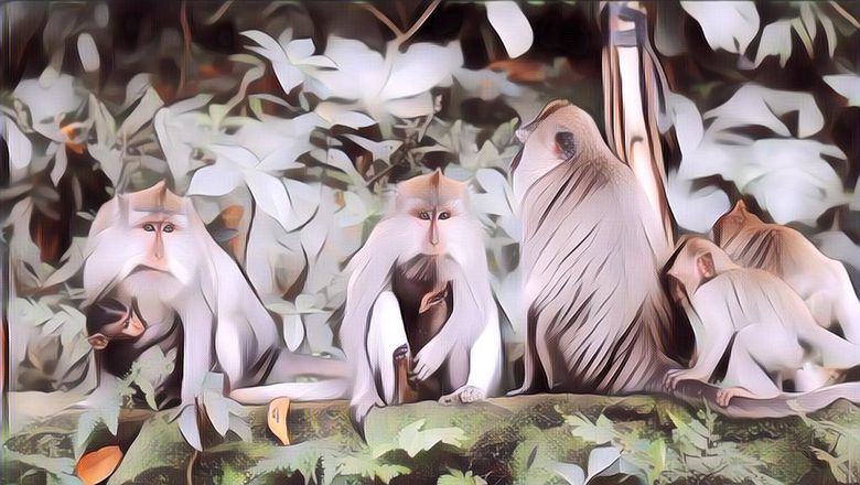 Seorang Pria Kesurupan Usai Melakukan Aksi Kekerasan ke Monyet di Monkey Forest Bali