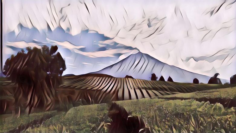 Kebun Teh Kayu Aro Tertinggi Kedua di Dunia, Begini Pesonanya ....