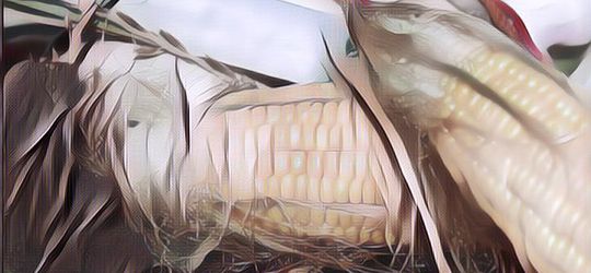 Banyak yang Tidak Tau, Ternyata Rambut Jagung Bisa Mengatasi Diabetes Hingga Hipertensi