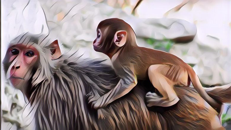 Aneh Tapi Nyata, Monyet Betina di Binhar India Ini Bawa Anaknya Periksa ke Dokter