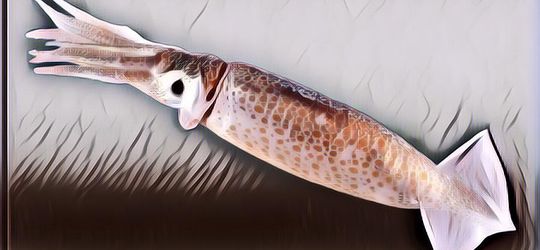 Perbedaan Cumi dan Sotong, Ternyata Beda Banget Loh!